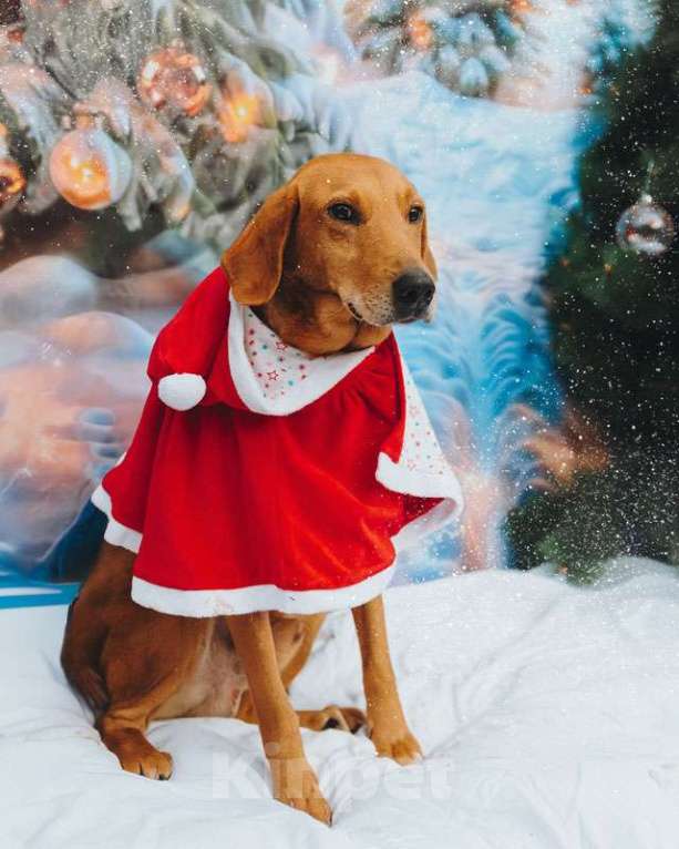 Собаки в Санкт-Петербурге: Молодой песик Рыжулик, метис гончей ищет дом Мальчик, 10 руб. - фото 6