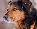 Собаки в Москве: Форд Мальчик, Бесплатно - фото 3