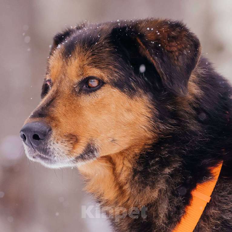 Собаки в Москве: Форд Мальчик, Бесплатно - фото 3