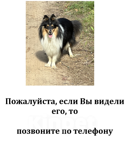 Собаки в Ярославле: потерялся пёсик 2 годика шелти ярославль  Мальчик, 10 000 руб. - фото 1