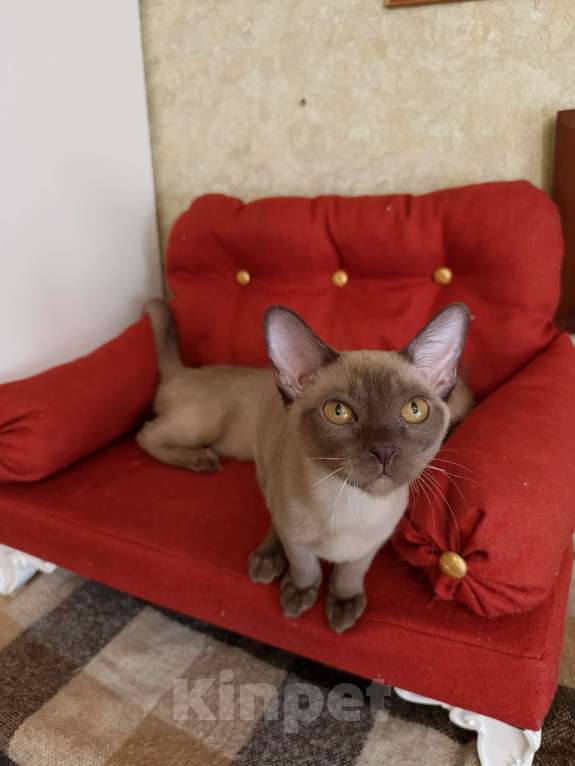 Кошки в Лыткарино: Котята бурма европейская Мальчик, 30 000 руб. - фото 1