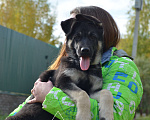 Собаки в Москве: Шикарные щенки восточноевропейской овчарки, 40 000 руб. - фото 2