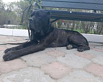 Собаки в Иваново: Вязка Кане Корсо, 25 555 руб. - фото 2