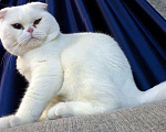 Кошки в Вологде: Вязка кот шотландец, 2 500 руб. - фото 2