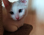 Кошки в Москве: Лира - котенок метис тайской кошки ищет дом Девочка, Бесплатно - фото 2