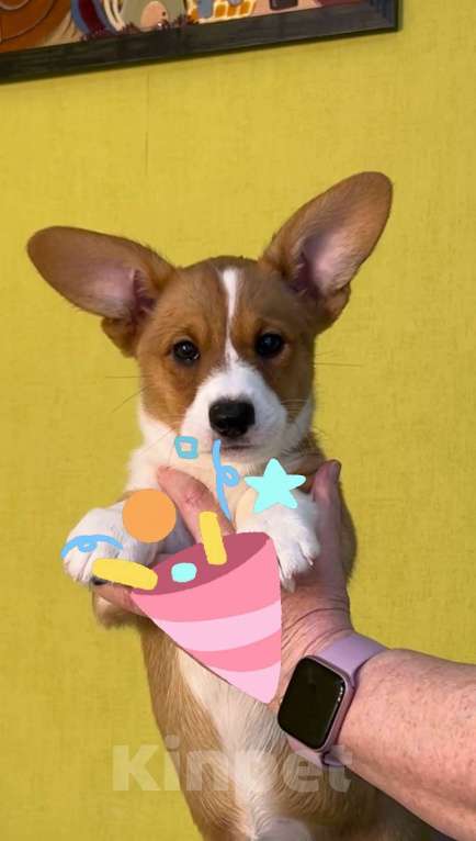 Собаки в Москве: Вельш Корги Кардиган Разнополые, 30 000 руб. - фото 5