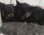 Кошки в Курске: Котенок Пятница Мальчик, Бесплатно - фото 2