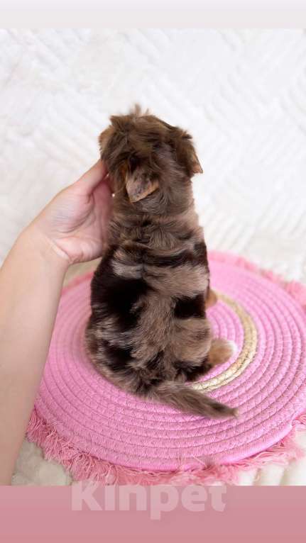 Собаки в Москве: Девочка очаровашка Девочка, 90 000 руб. - фото 2