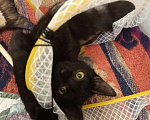 Кошки в Москве: Котик Черныш: маленький воин с большим сердцем Мальчик, Бесплатно - фото 2
