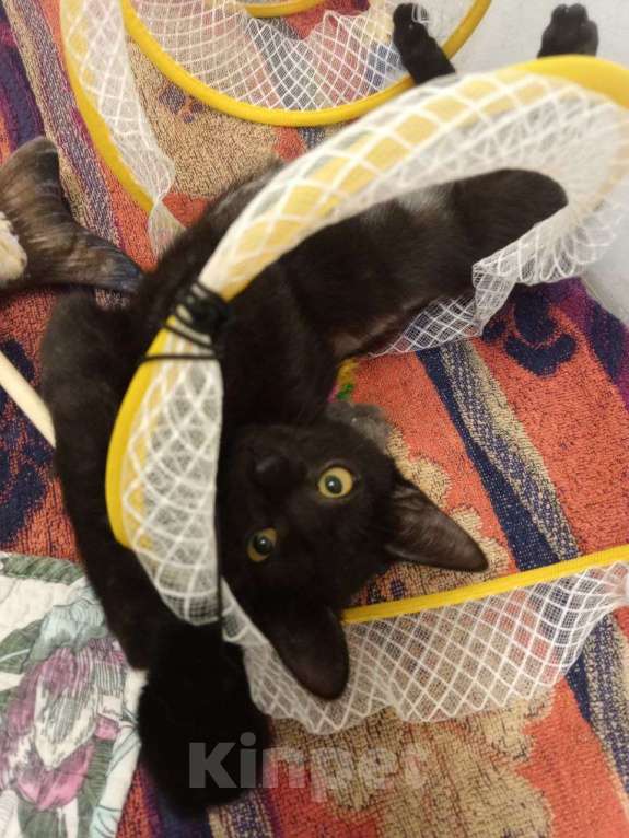 Кошки в Москве: Котик Черныш: маленький воин с большим сердцем Мальчик, Бесплатно - фото 2