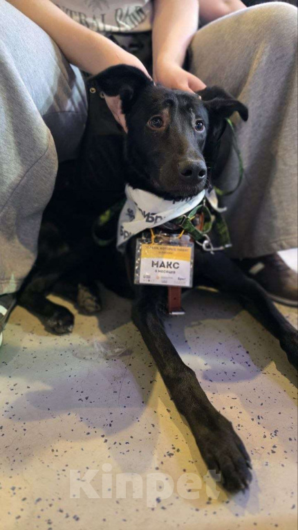 Собаки в Москве: Скромняжка Макс Мальчик, Бесплатно - фото 3
