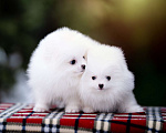 Собаки в Видном: Померанский шпиц белого окраса Мальчик, 100 000 руб. - фото 1