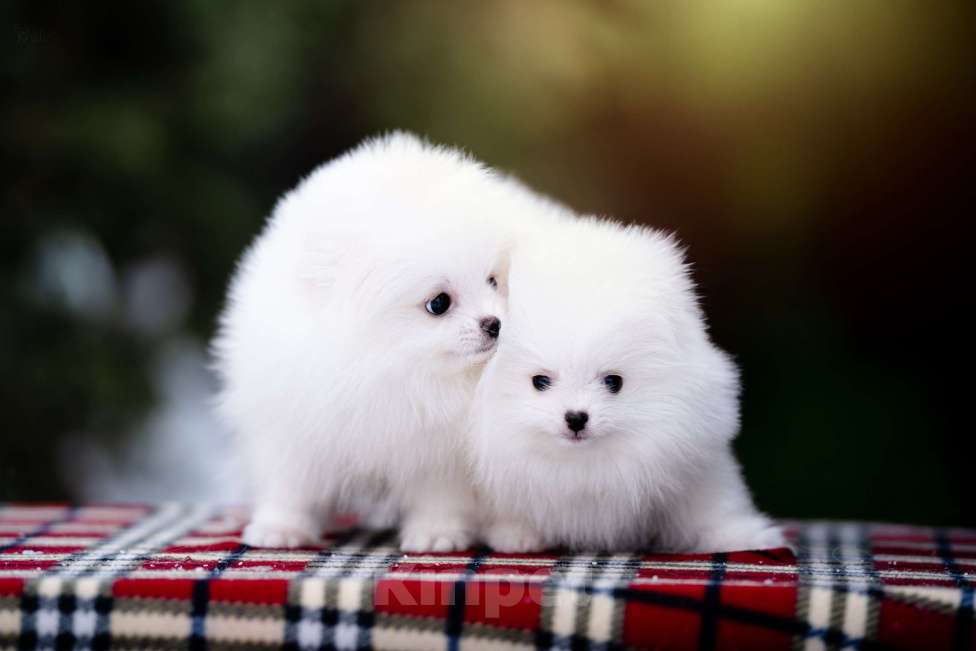 Собаки в Видном: Померанский шпиц белого окраса Мальчик, 100 000 руб. - фото 1