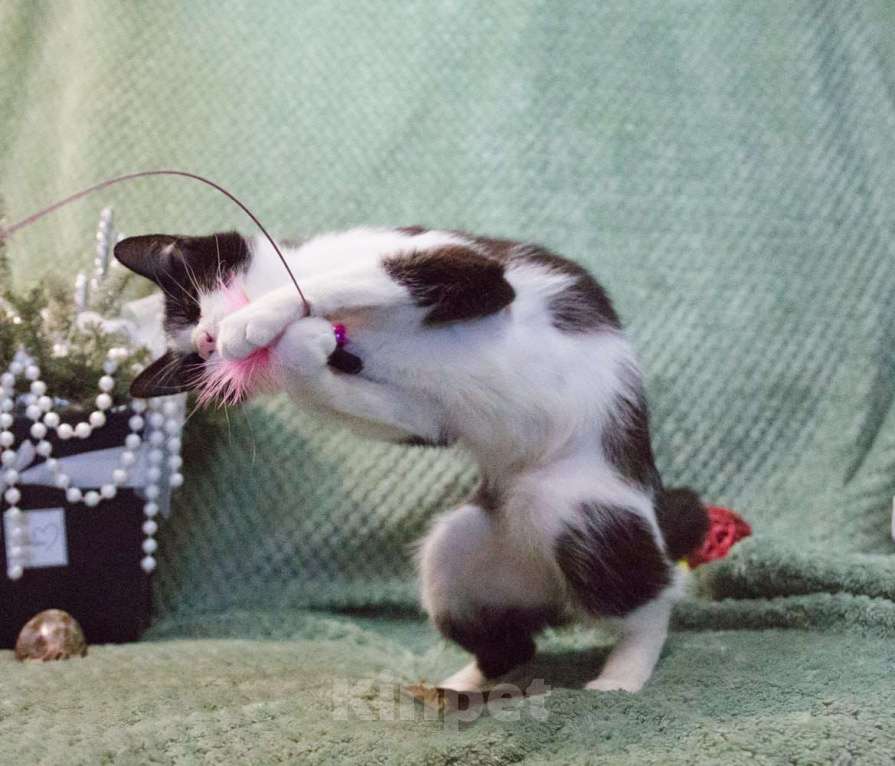 Кошки в Москве: Мия, слепая героиня Девочка, Бесплатно - фото 8