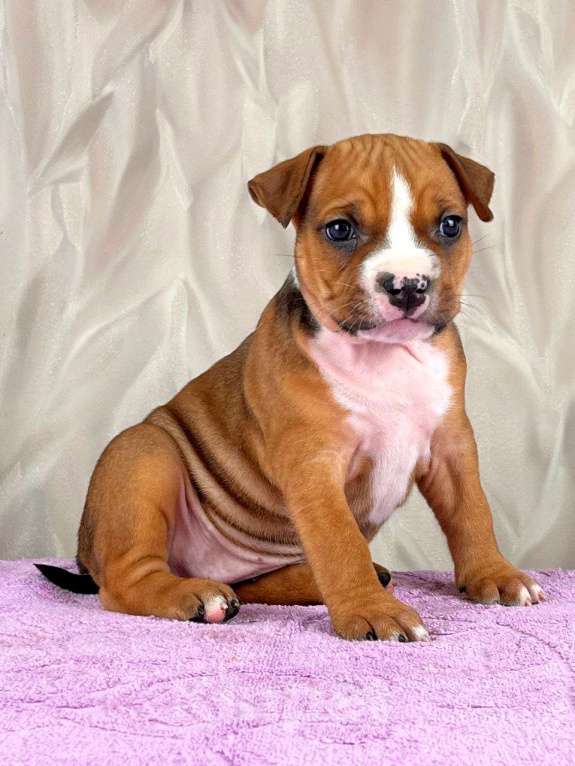 Собаки в Москве: Очаровательная малышка амстаффа  Девочка, 35 000 руб. - фото 1