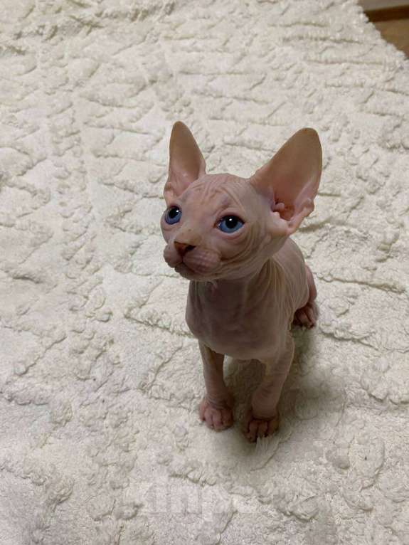 Кошки в Москве: Белый Мальчик, 30 000 руб. - фото 1