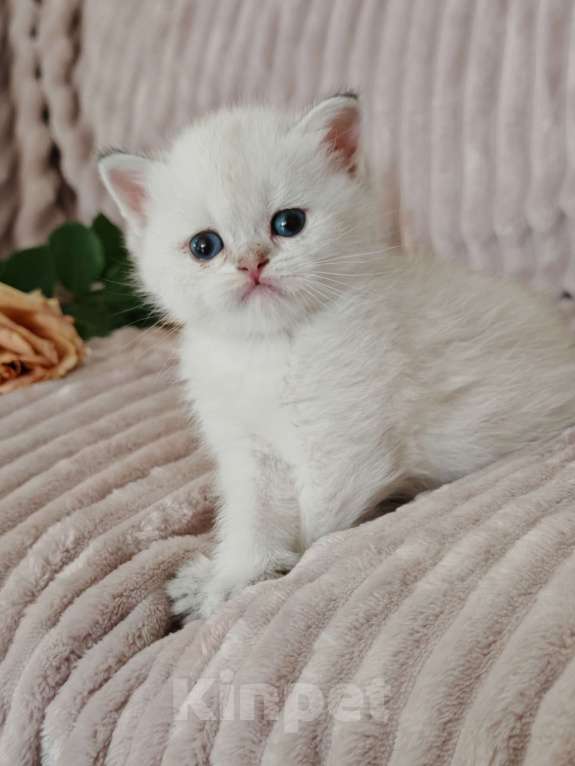 Кошки в Москве: Породистые шотландские котята Девочка, 80 000 руб. - фото 5