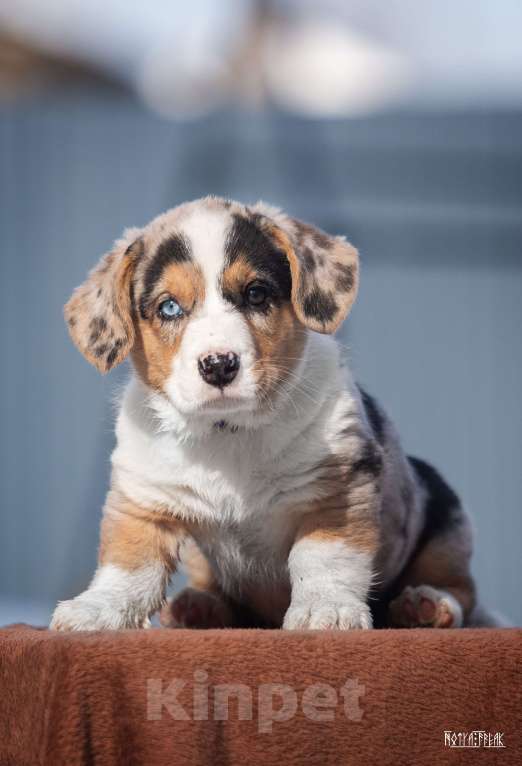 Собаки в Москве: Мальчик корги Мальчик, Бесплатно - фото 5