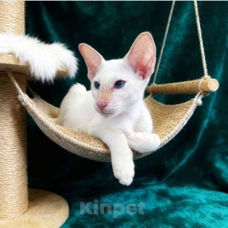 Кошки в Волгограде: Ориентальный котик крем- поинт Мальчик, Бесплатно - фото 2