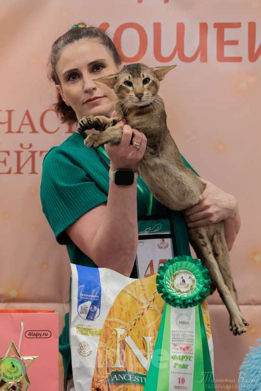 Кошки в других городах Московской области: Ориентальный кот Мальчик, Бесплатно - фото 3