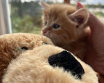 Кошки в Голицыно: Чубайс на связи:) Мальчик, Бесплатно - фото 4