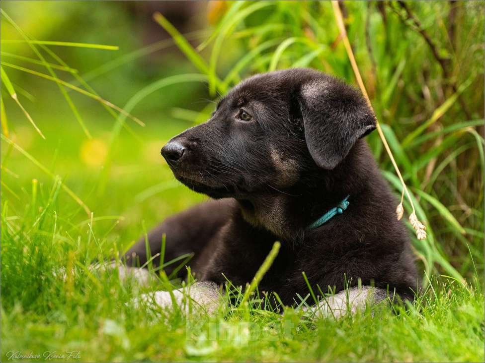 Собаки в других городах Самарской области: Кобель Восточноевропейской овчарки Мальчик, 60 000 руб. - фото 4