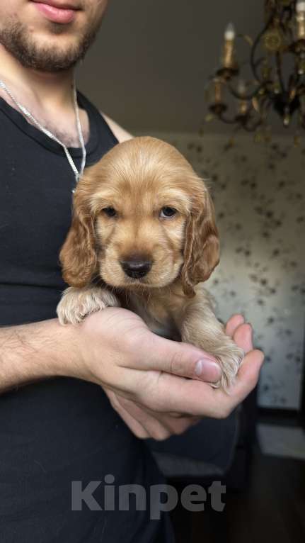 Собаки в Москве: Мальчик - рыжий  Мальчик, Бесплатно - фото 4