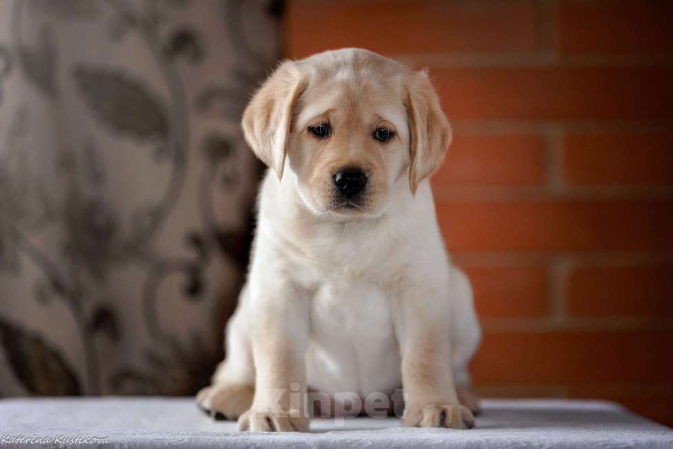 Собаки в Москве: Предлагается яркая девочка лабрадор ретривер Девочка, 150 000 руб. - фото 6