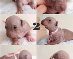 Собаки в Пушкино: Щенки агт Девочка, 80 000 руб. - фото 3