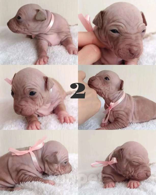 Собаки в Пушкино: Щенки агт Девочка, 80 000 руб. - фото 3