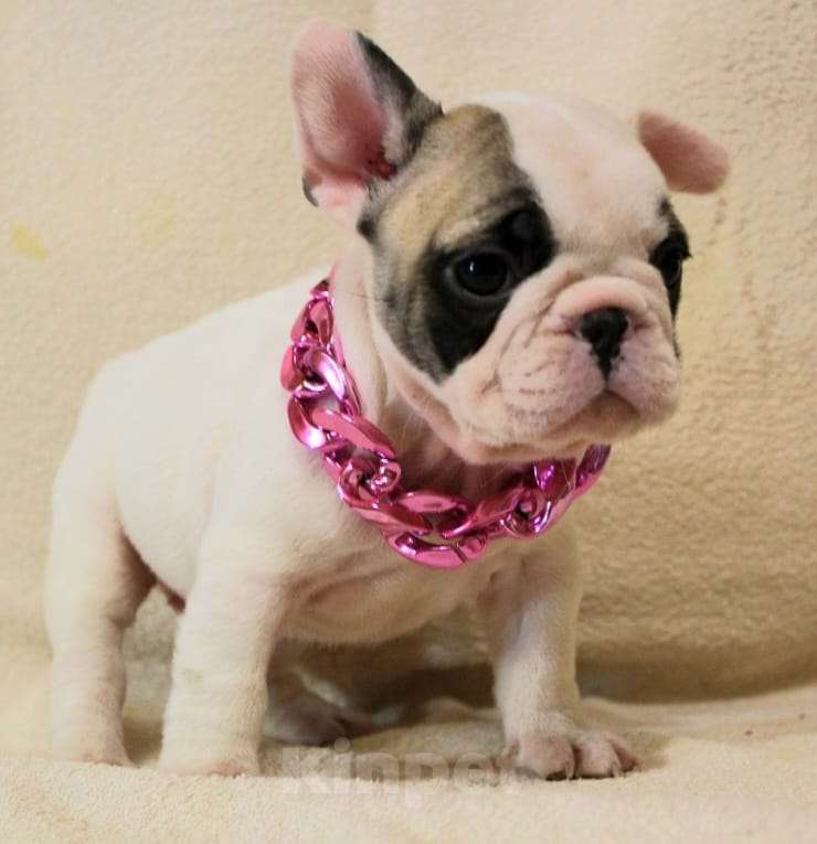 Собаки в Москве: Французский бульдог,щенок Девочка, 130 000 руб. - фото 1