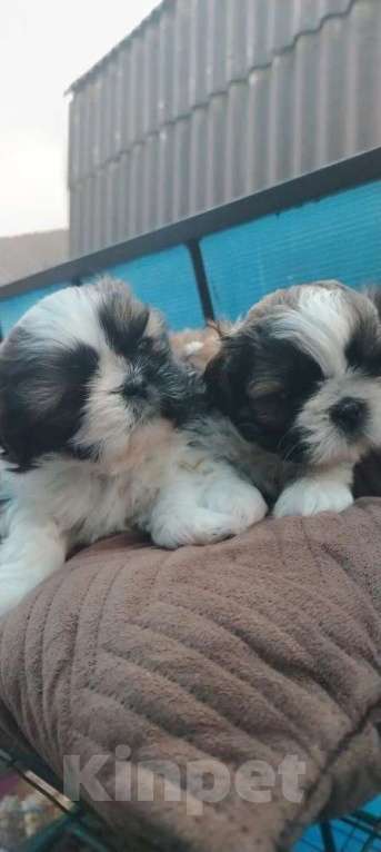 Собаки в Ряжске: Продажа Девочка, 23 000 руб. - фото 1