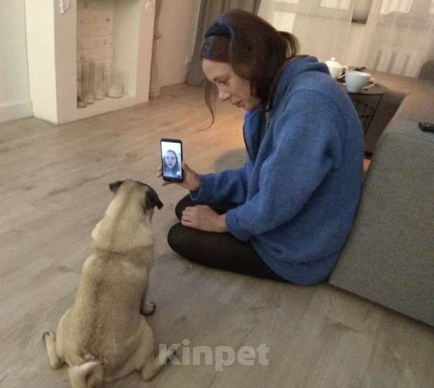 Собаки в Москве: Шагар Шервуд Мальчик, 85 000 руб. - фото 9