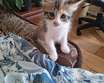 Кошки в Сочи: Возьмите котёнка Девочка, 1 руб. - фото 2