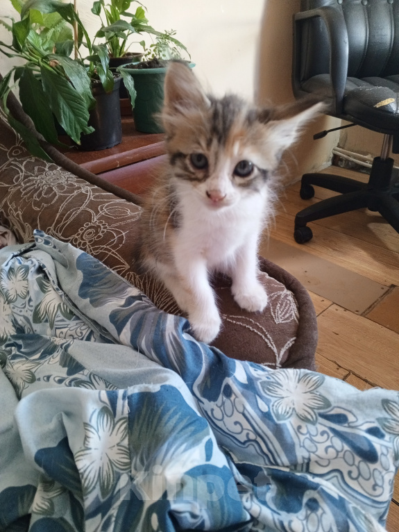 Кошки в Сочи: Возьмите котёнка Девочка, 1 руб. - фото 2