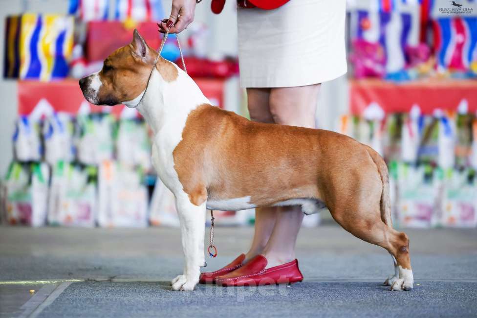 Собаки в Оренбурге: Щенки Амстаффа РКФ Мальчик, Бесплатно - фото 6