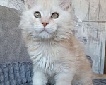 Кошки в Санкт-Петербурге: Кремовый котик мейн-кун  Мальчик, 70 000 руб. - фото 3