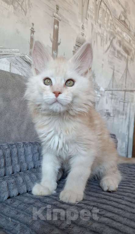Кошки в Санкт-Петербурге: Кремовый котик мейн-кун  Мальчик, 70 000 руб. - фото 3