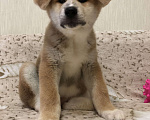 Собаки в Обнинске: Щенки Акита Мальчик, 30 000 руб. - фото 3