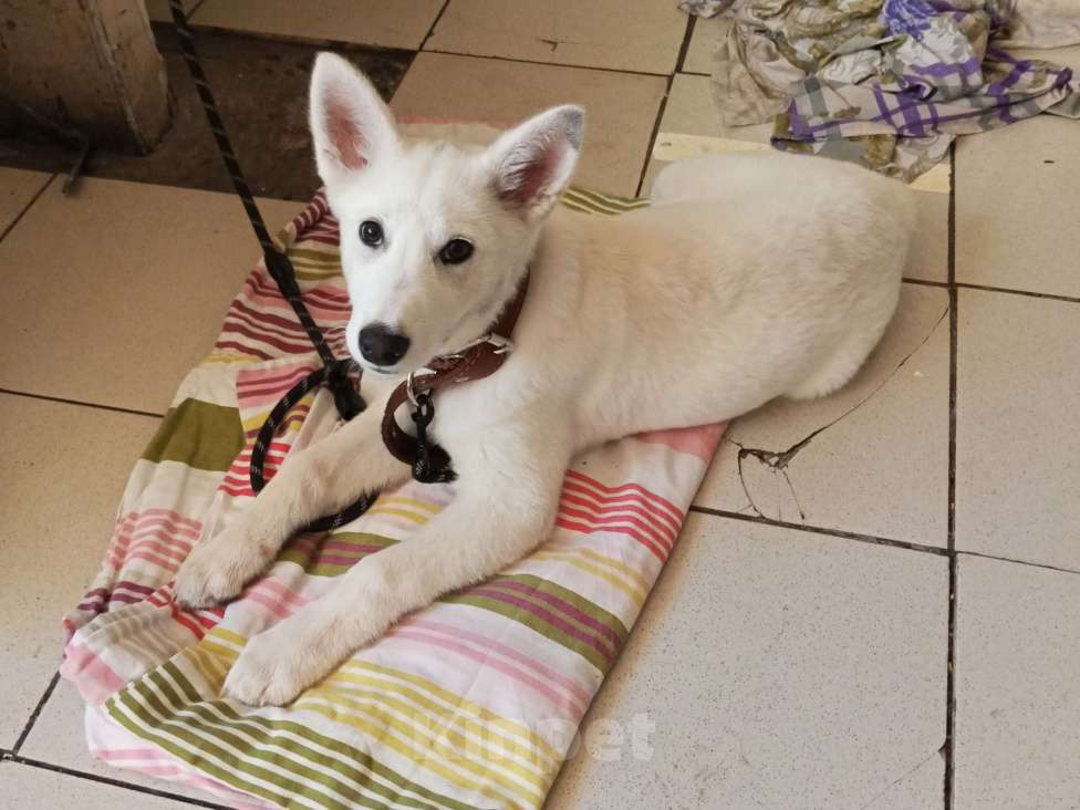 Собаки в Нижнем Новгороде: Щенок в добрые руки Девочка, Бесплатно - фото 2