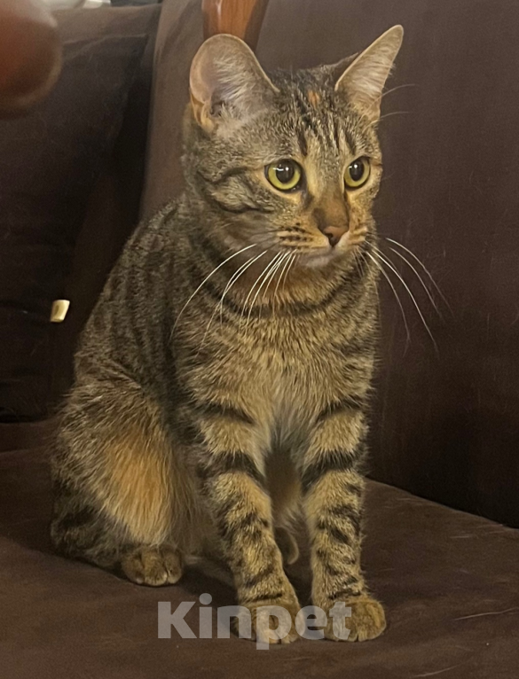 Кошки в Сургуте: кошечка год Девочка, Бесплатно - фото 1