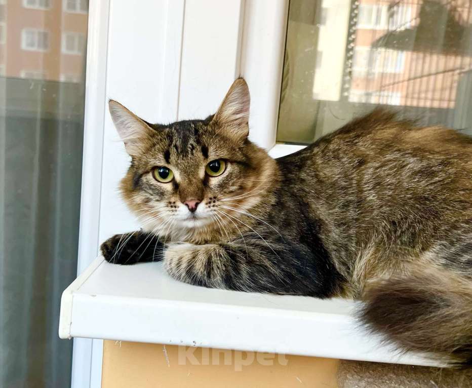 Кошки в Москве: Котик Крендель - пушистик в добрые руки Мальчик, Бесплатно - фото 4