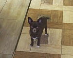 Собаки в Королеве: Щенкок Чихуа-хуа Мальчик, 15 000 руб. - фото 1