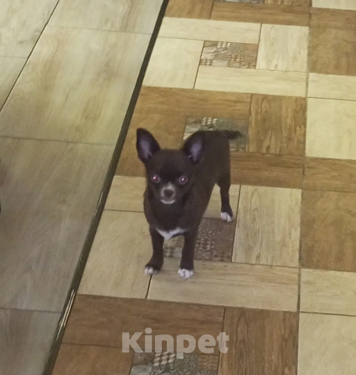 Собаки в Королеве: Щенкок Чихуа-хуа Мальчик, 15 000 руб. - фото 1