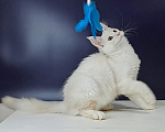 Кошки в Уфе: Котенок мейн-кун Мальчик, 30 000 руб. - фото 3