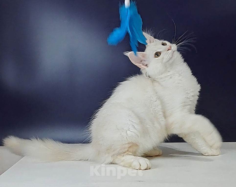 Кошки в Уфе: Котенок мейн-кун Мальчик, 30 000 руб. - фото 3