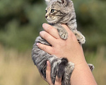 Кошки в Москве: Маленького котёнка бросили умирать Девочка, Бесплатно - фото 2
