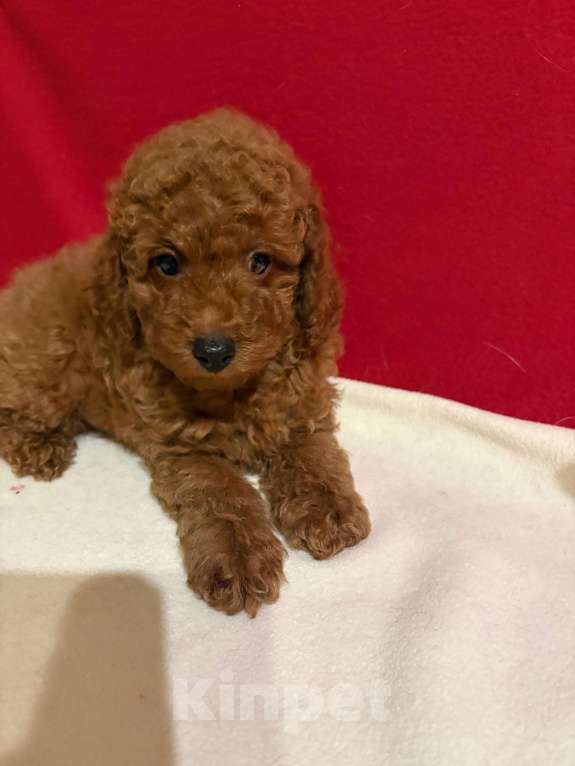 Собаки в Москве: Той  пудель     Мальчик Мальчик, 45 000 руб. - фото 2