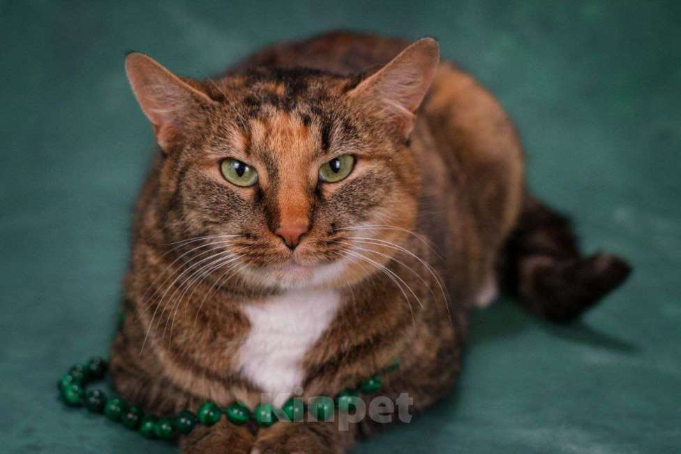 Кошки в Щелково: Уютная Мила Девочка, Бесплатно - фото 5