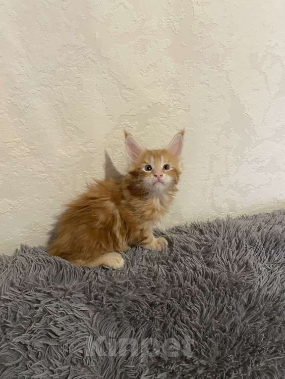 Кошки в Магнитогорске: Продажа котят Мейн-кунчиков Мальчик, 15 000 руб. - фото 4